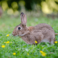 thumbnail image 4 of EPIC Rabbit Scram All Natural Ready To Use Outdoor Granular Animal Repellent Resealable Bag, 6lbs, 4 of 4