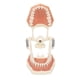 thumbnail image 1 of Modelo Tipodonto Dental, Educativo 32 Dientes DP Marco De Mandíbula Modelo De Dientes Habilidades Prácticas Para Enseñar Para Dentistas, 1 of 7