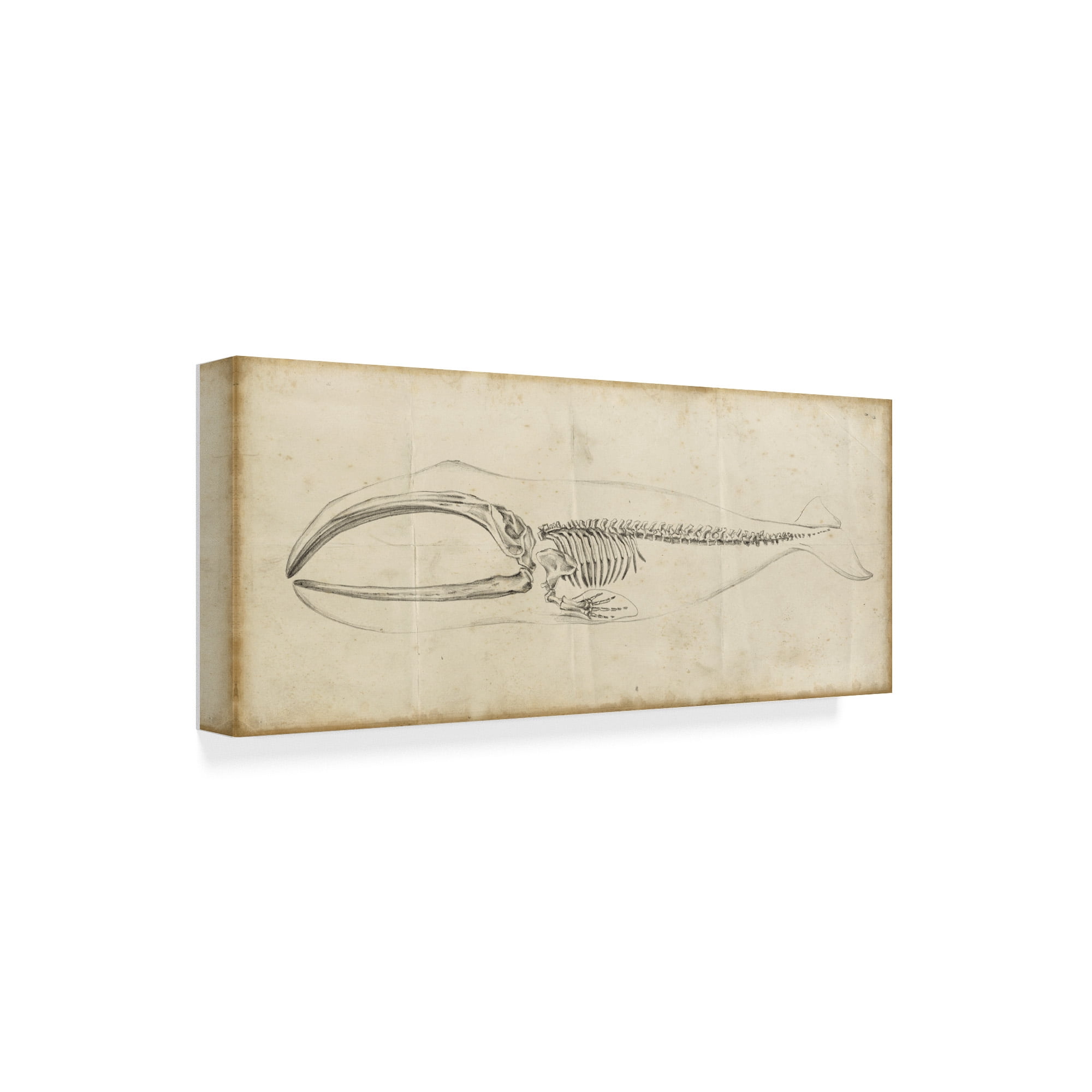 Trademark Fine Art 'Whale Study I' Canvas Art by Ethan Harper