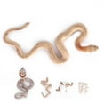 thumbnail image 3 of Fyydes Growth Cycle,Growth Life Cycle Toy Plastic Animal Growth Cycle Model Educational Snake Model,Plastic Animal Life Cycles, 3 of 8
