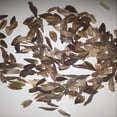 thumbnail image 4 of California Giant Mix Zinnia Seeds, 4 of 5