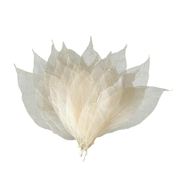 Rongfmy Art Multi Color Skeleton Leaves for DIY Wedding Autumn Parties Decoration Primary magnolia