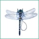 thumbnail image 2 of Juguete repelente de mosquitos para exteriores, modelo de libélula de simulación, repelente de mosquitos, longitud del ala 12 cm, 2 of 5
