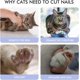 thumbnail image 4 of Red-Cat Nail Clippers, Professional Puppy & Small Animal Nail Clippers, Stainless Steel Scissors, 25 Degree Radian Design, 4 of 5