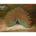 thumbnail image 3 of Archibald Thorburn 24x20 Black Modern Framed Museum Art Print Titled - Peacock and Peacock Butterfly, 3 of 5