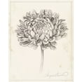 thumbnail image 2 of Popp, Grace 15x18 Black Ornate Wood Framed with Double Matting Museum Art Print Titled - Graphite Chrysanthemum Study II, 2 of 4