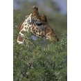 thumbnail image 2 of Grall, Don 11x14 White Modern Wood Framed Museum Art Print Titled - Kenya, Samburu NP A reticulated giraffe, 2 of 4