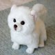 thumbnail image 1 of Juguete de simulación de Bichon Frise para perro, peluches de Pomerania, cachorros de cumpleaños, mascotas, amantes de las mascotas, 1 of 5