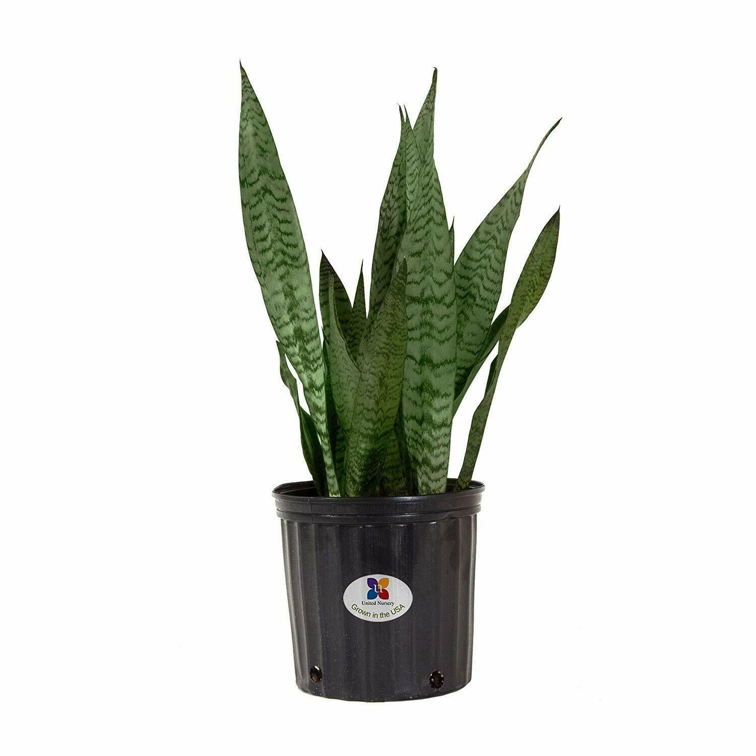 This a  wysiwyg plant collection. An Eco Pot Collection  with Sansevieria  laurentii a ZZ plant  and a Parlor palm