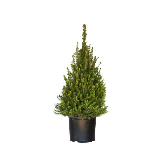 Expert Gardener Dwarf Alberta Spruce (2.5 Gallon) Conical Evergreen Shrub/Tree - Full Sun Live Outdoor Plant