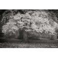 thumbnail image 2 of Vitaly Geyman 32x23 Gallery Wrapped Canvas Wall Art Titled - Autumn In Paris BandW, 2 of 4