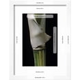 thumbnail image 3 of Bambusa Multiplex Alphonse Karr Bamboo  Shoot, Botanical Framed Art Print Wall Art by Paul Starosta Sold by Art.Com, 3 of 6
