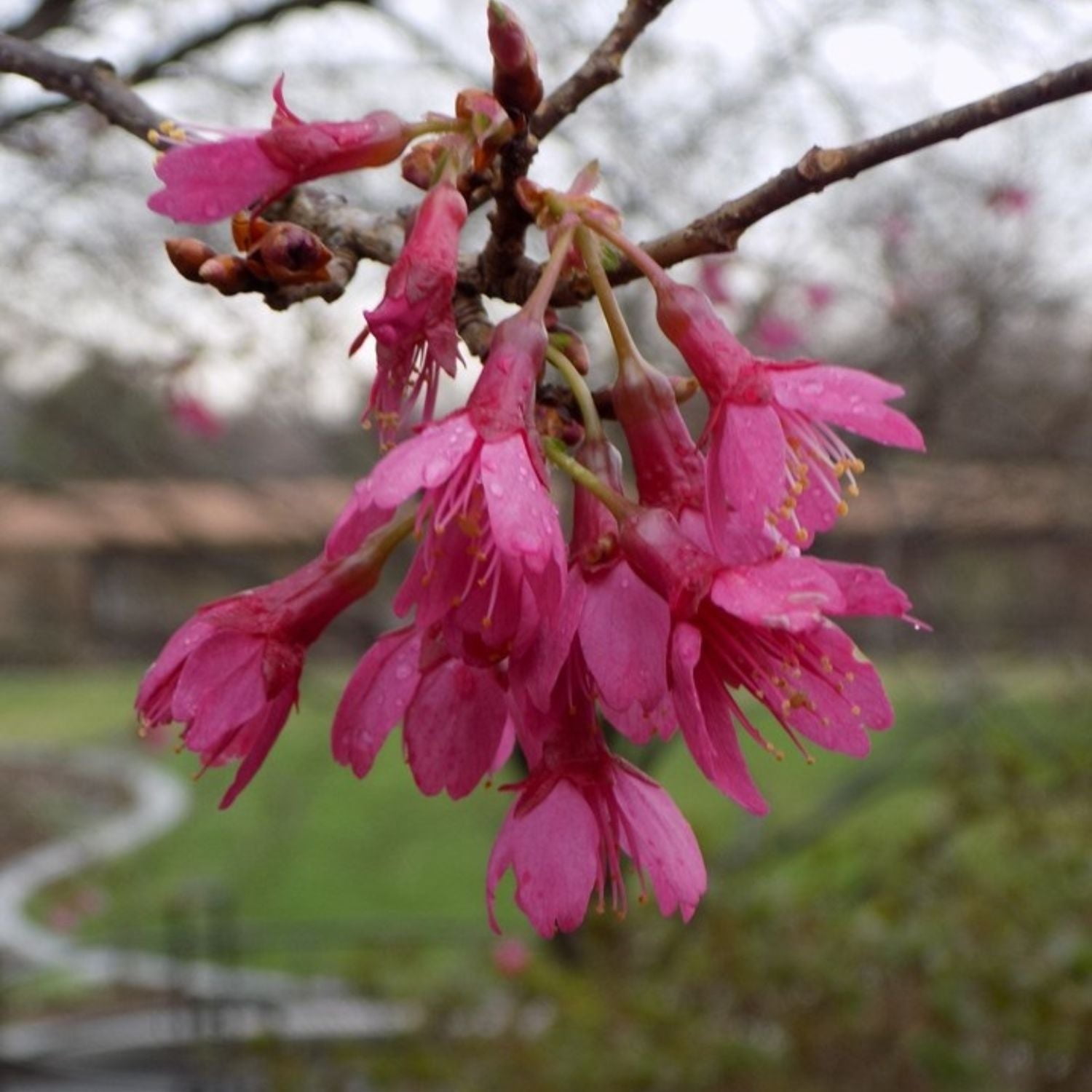 Expert Gardener 4-5' Cherry Flowering First Lady Live Tree in 1 gal. Grower Pot