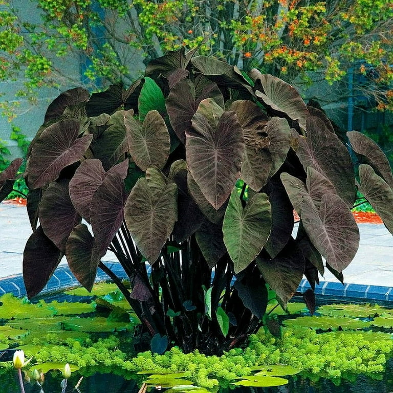 Colocasia Esculenta 'Black Magic', Taro, Elephant Ear