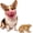 #a, variant on Scary Dog Mask Latex Costume for Small Medium Dogs Party Halloween