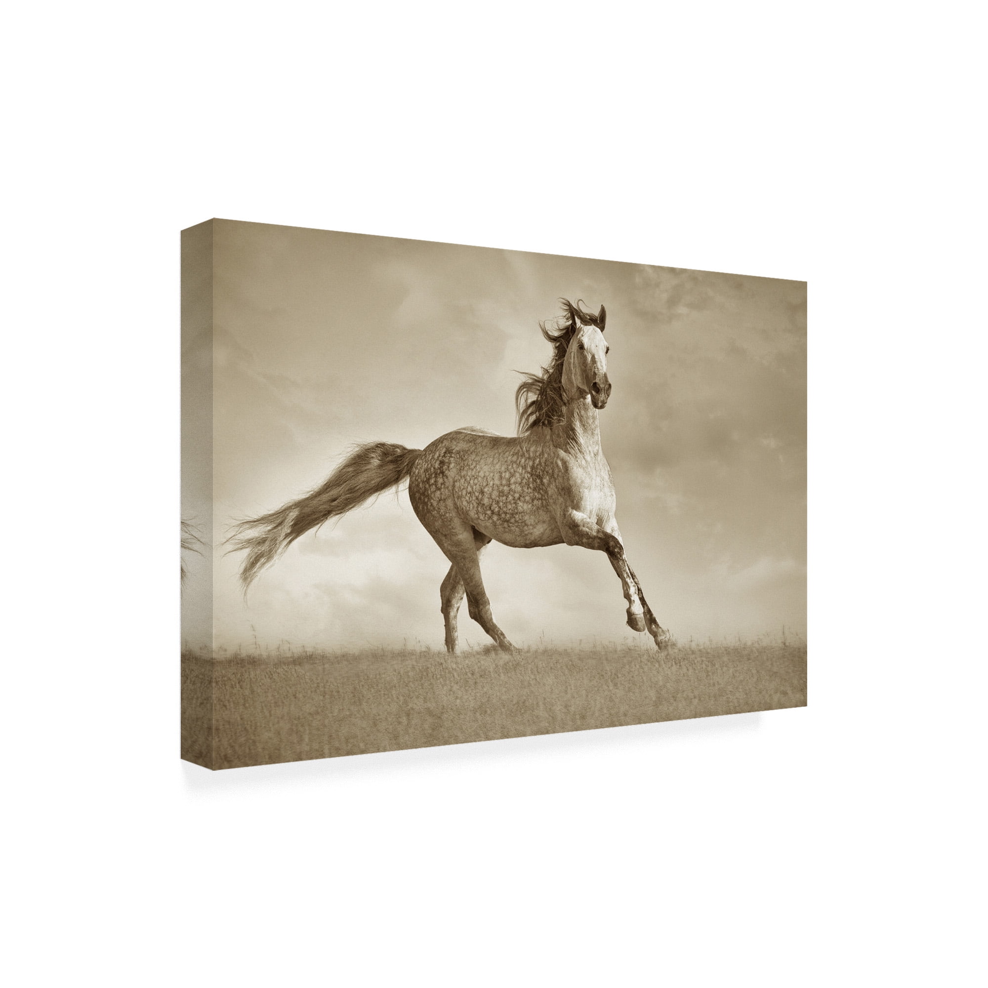 Trademark Fine Art 'Like the Wind' Canvas Art by Lisa Dearin