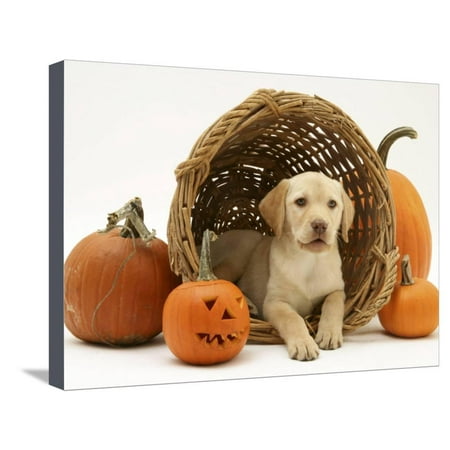 Wicker Pumpkin With Lights Yellow Labrador Retriever Pup Lying in Wicker Basket and Pumpkins at Halloween Stretched Canvas Print Wall Art By Jane Burton ()