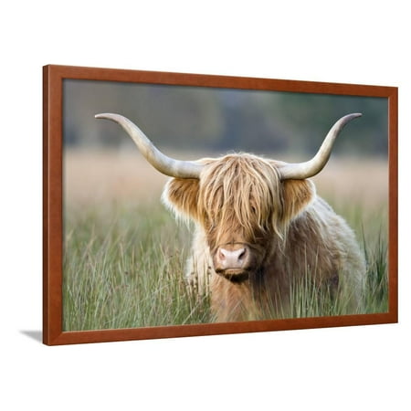 Highland Cattle Framed Print Wall Art - Walmart.com