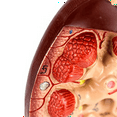 thumbnail image 6 of Life-Size Kidney Model, 2 Parts Showing Internal Structure a Kidney Human Anatomy Replica for Doctors Educational Tool, 6 of 7