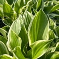 thumbnail image 3 of HOSTA Sun - 3 Gallon Pot, Live Perennial Shrub, Part Sun, Outdoor, 3 of 5