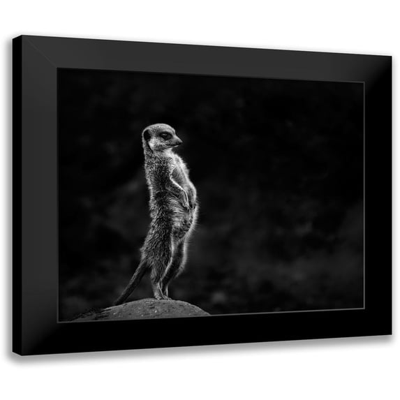 Van Son, Greetje 23x20 Black Modern Framed Museum Art Print Titled - The meerkat
