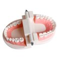 thumbnail image 2 of Modèle de Dentier Dentaire Standard Audlt Outil d'Enseignement Médical Modèle de Dents, 2 of 5