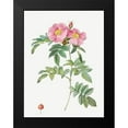 thumbnail image 2 of Redoute, Pierre Joseph 15x18 Black Modern Framed Museum Art Print Titled - Rosa lucida, Shining Rose, 2 of 5