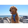 thumbnail image 3 of The Comfort Dog Harness With Mesh Padded Vest Blue- Medium Breeds, 3 of 7