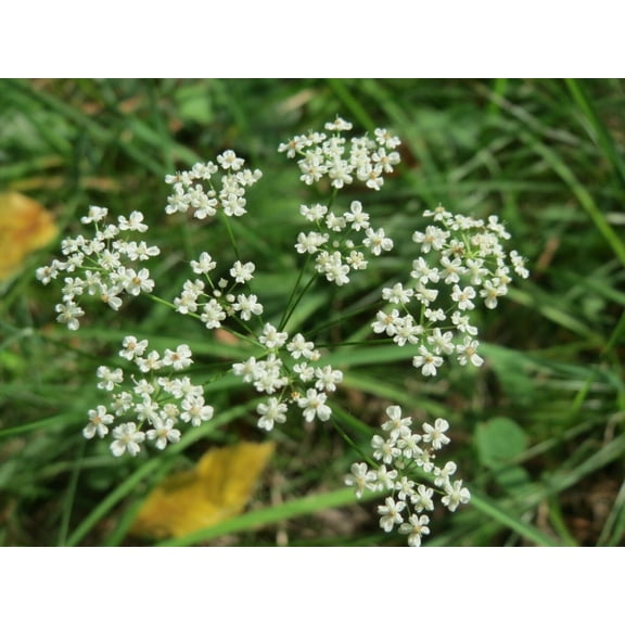 Anise Seeds/ Annual/ Part Shade/ 156K Seeds 1/4lb/ Zellajake Farm and Garden - B101