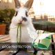 thumbnail image 2 of Arnés para gatos para caminar a prueba de escapes, diseño de conejo en ángulo suave, arnés tipo chaleco con cuerda para gatos, cachorros, ajustable al aire libre, pequeño, 2 of 4