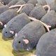 thumbnail image 5 of Lindo Realista Ratón Grande, 5 of 5