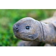 thumbnail image 4 of Hi-Line Gift Resin Animals Turtle Garden Sculpture, 4 of 5