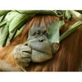 thumbnail image 2 of CafePress - Orangutan Female 2 Mug - 11 oz Ceramic Mug - Novelty Coffee Tea Cup, 2 of 3