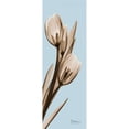 thumbnail image 2 of Tulip Poster Print by Albert Koetsier (8 x 24), 2 of 2