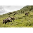 thumbnail image 1 of Posterazzi DPI12283192LARGE Caribou Poster Print - 38 x 24 in. - Large, 1 of 1