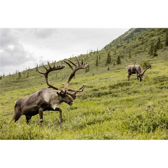 Posterazzi DPI12283192LARGE Caribou Poster Print - 38 x 24 in. - Large