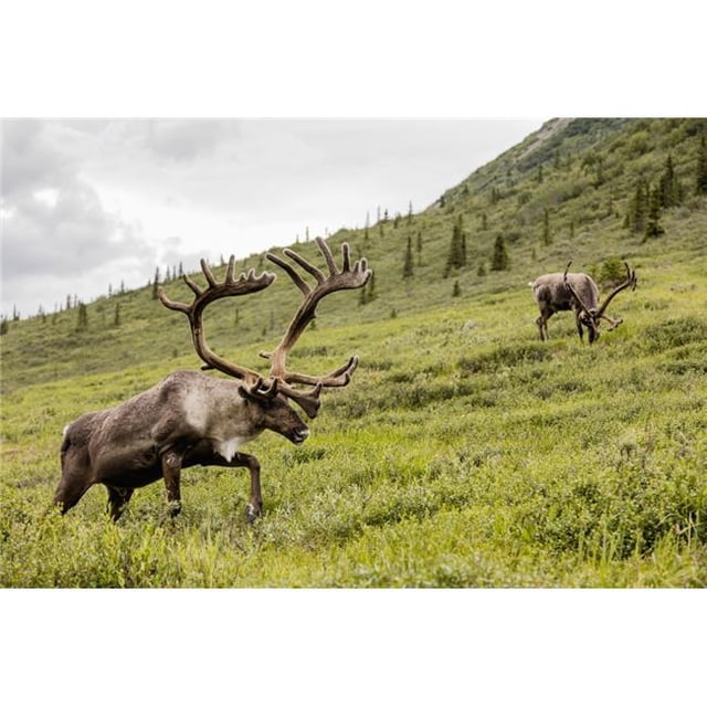 Posterazzi DPI12283192LARGE Caribou Poster Print - 38 x 24 in. - Large