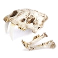 thumbnail image 1 of Resin Skull Decor Creative  Saber Tooth Tiger Skulls Model Gothic Style Statue Gift Anatomical for Party Halloween, 1 of 6