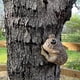thumbnail image 5 of Keep Quiet Frog Tree Peeker - Decoraciones de patio - Adorable escultura de árbol - Decoración de jardín - Garden Peeker Tree-Hugger Yard Art, 5 of 5