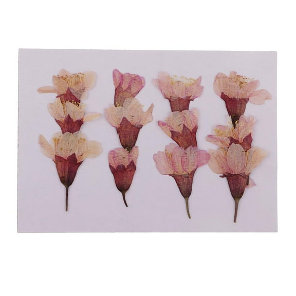 12x Pressed Natural Dried Flowers Sakura for Resin Jewelry DIY