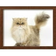 thumbnail image 2 of Golden Chinchilla Persian Female Cat, 6 Years, Framed Art Print Wall Art by Mark Taylor Sold by Art.Com, 2 of 6