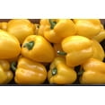 thumbnail image 3 of Golden California Wonder Bell Pepper/Perennial/Full Sun/500 Seeds 1/8 oz/Zellajake Farm and Garden - B259, 3 of 5