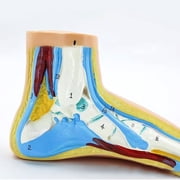 Foot Anatomical Model, Human Anatomical Foot Model, Normal Flat Arched Foot Model with Muscles, Ligaments