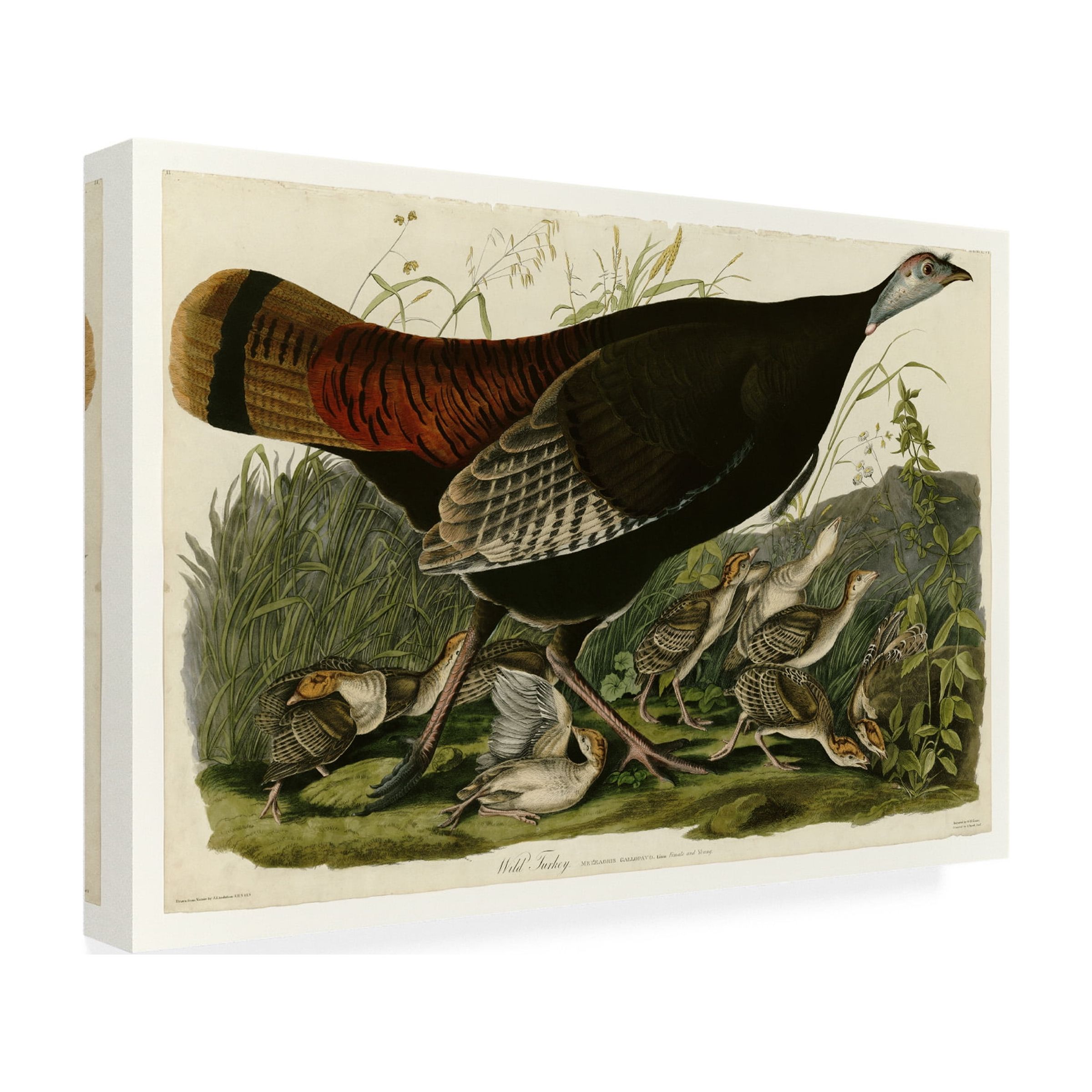Audubon 'Wild Turkeyplate 6' Canvas Art