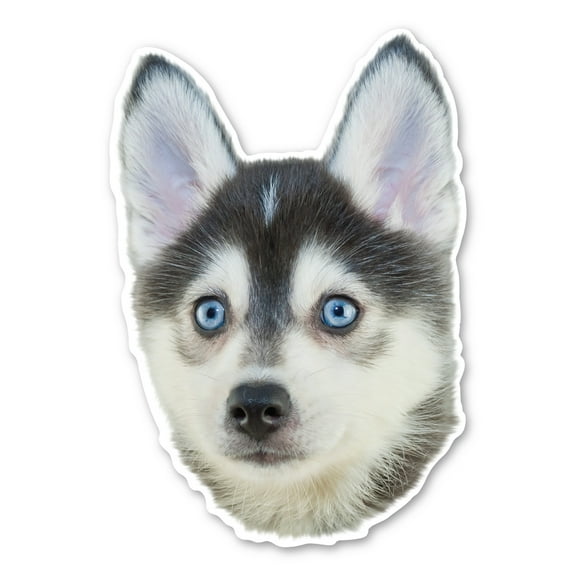 Pomsky Dog Magnet