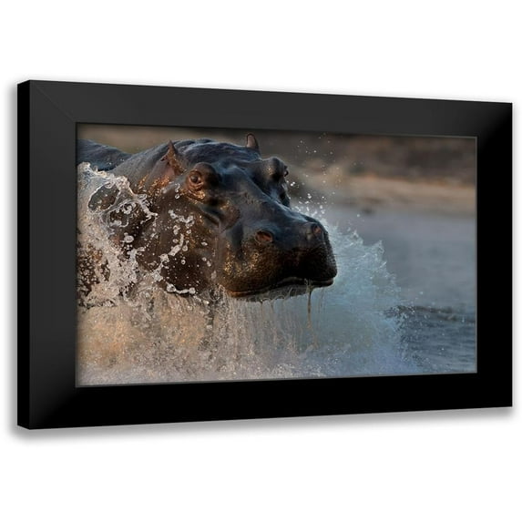 Chang, Phillip 24x17 Black Modern Framed Museum Art Print Titled - The Hippo