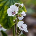 thumbnail image 6 of SEEDS = Marshmallow Plant- 20  Seed Pack  - Multi-use Plant - Shrub-Pale Pink to White Blossoms -Althaea Serendipity Seeds, 6 of 6