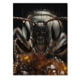 thumbnail image 3 of Designart "Delicate Explorer Ant I" Animals Print on Natural Pine Wood, 3 of 5