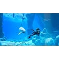 thumbnail image 4 of Endless Ocean™ Luminous (Nintendo Switch), 4 of 7