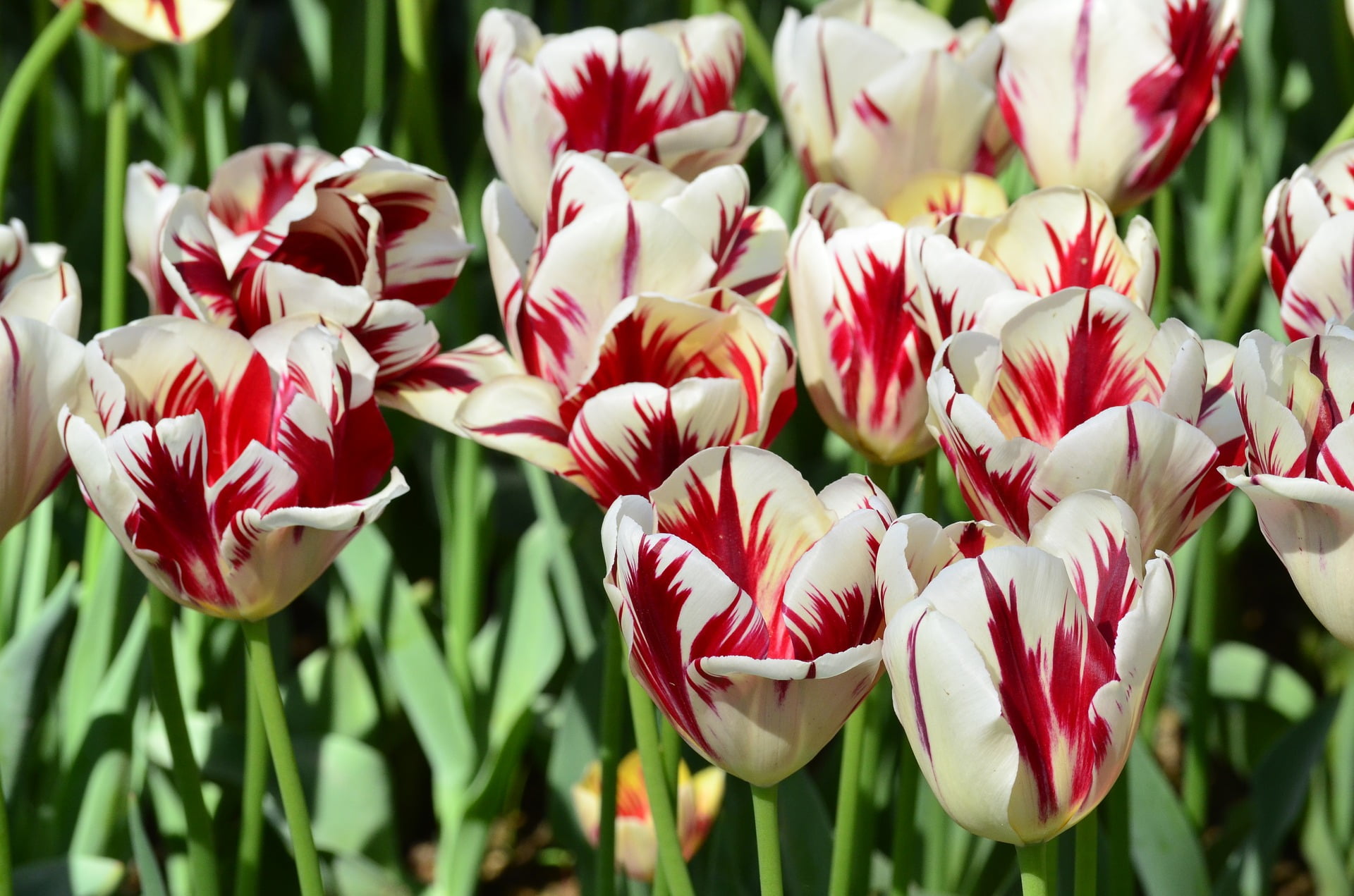 Sweet Sorbet Tulip Bulbs 16 Count
